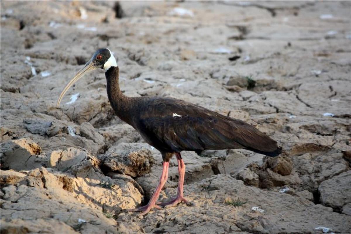 White-shouldered ibis has dark plumage with pale shoulder patches.