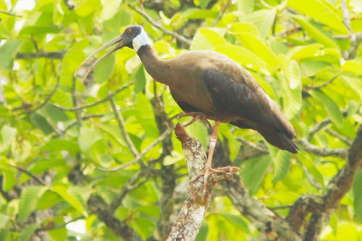 This rare ibis often forages near forest edges.