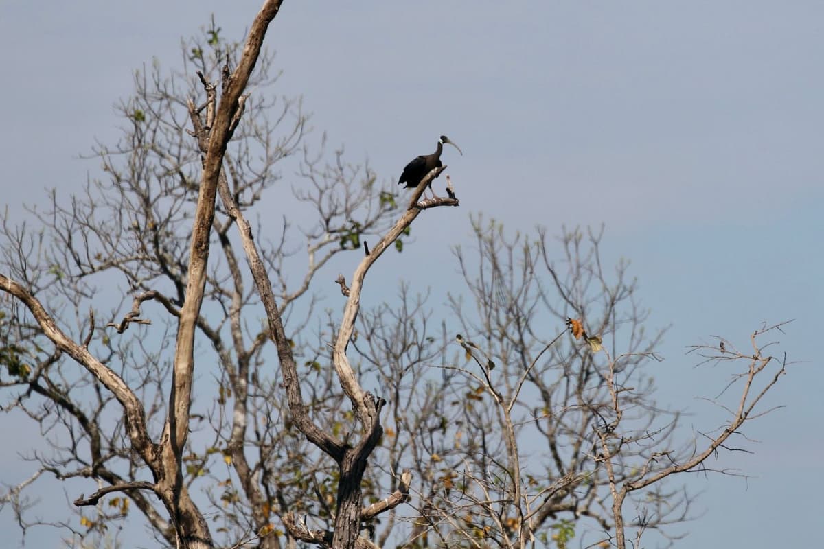 It lives in dry forests and wetlands across Southeast Asia.