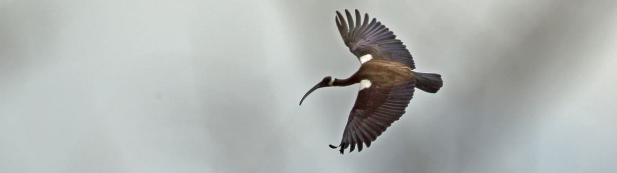white-shouldered-ibis