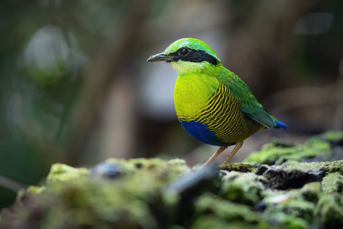 Bar-bellied Pittas can be found around Cat Tien’s Headquarter or along the trail to Crocodile Lake.