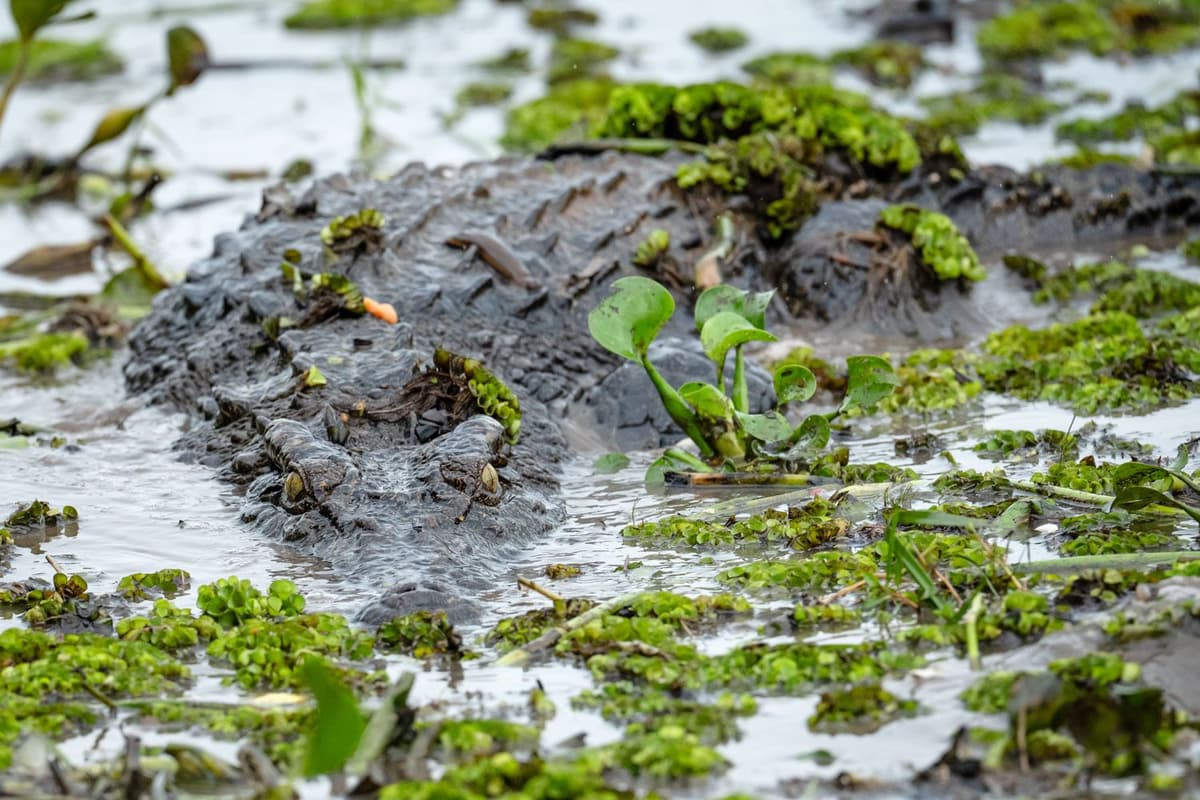 Waterbirds and cleaner birds are often seen at Crocodile Lake, taking advantage of feeding opportunities around these ancient predators.