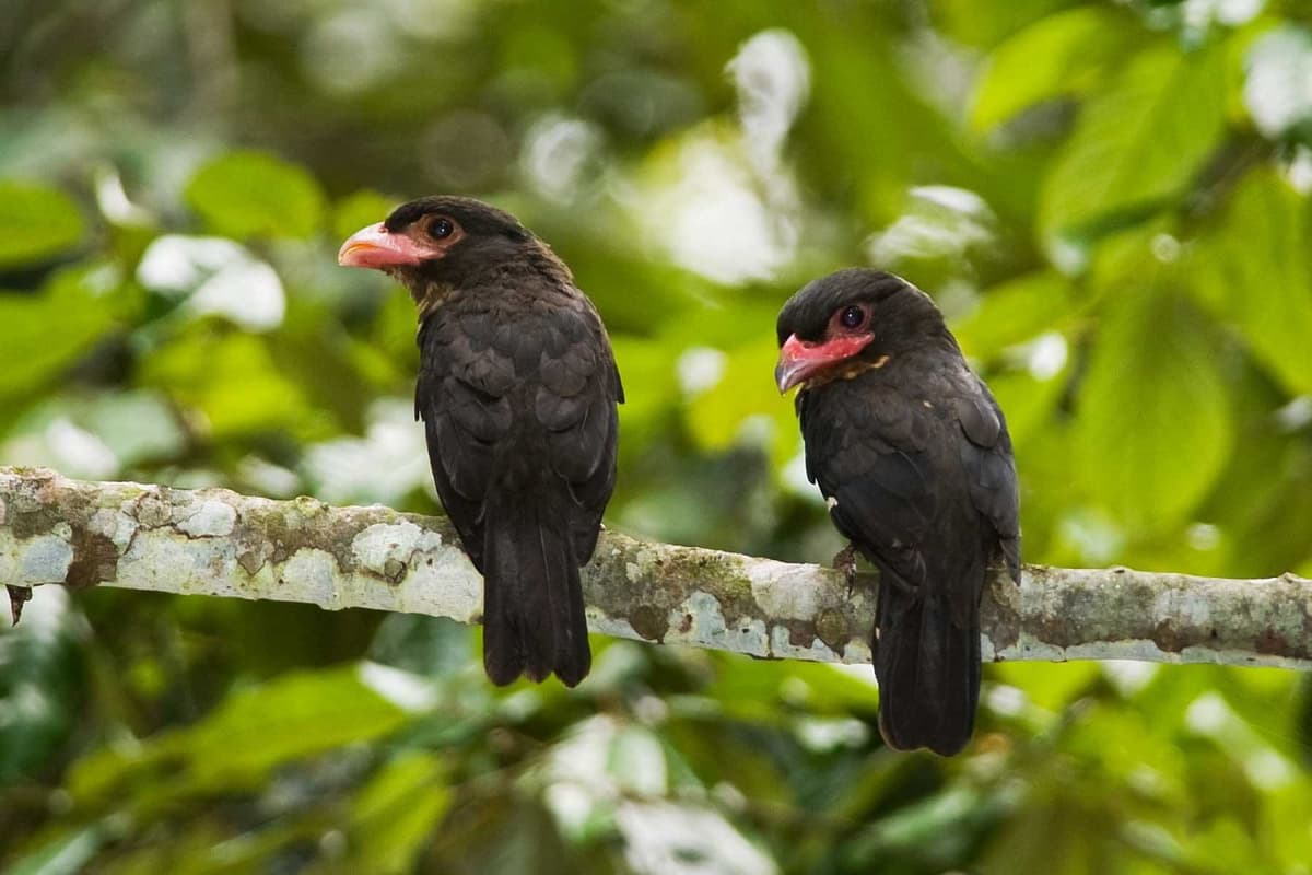 Dusky broadbills in Cat Tien National Park.
