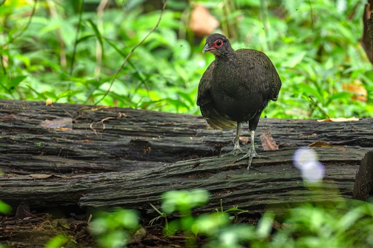 A female Germain’s Peacock-Pheasant at Cat Tien National Park.