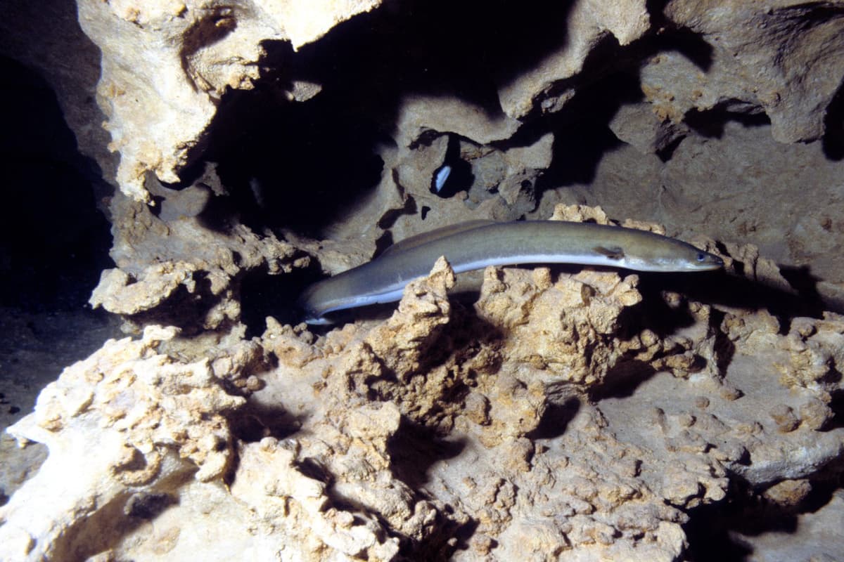 Freshwater eels have slippery, smooth skin for efficient movement.