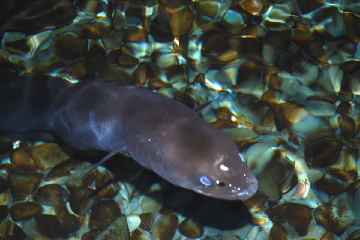 Freshwater eels are long, snake-like fish found in rivers and lakes.