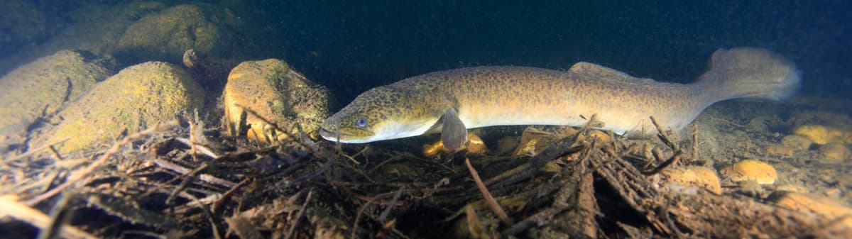 Freshwater eels