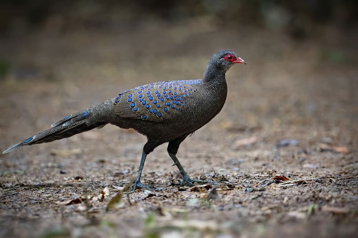 A male Germain’s Peacock-Pheasant in Cat Tien National Park.
