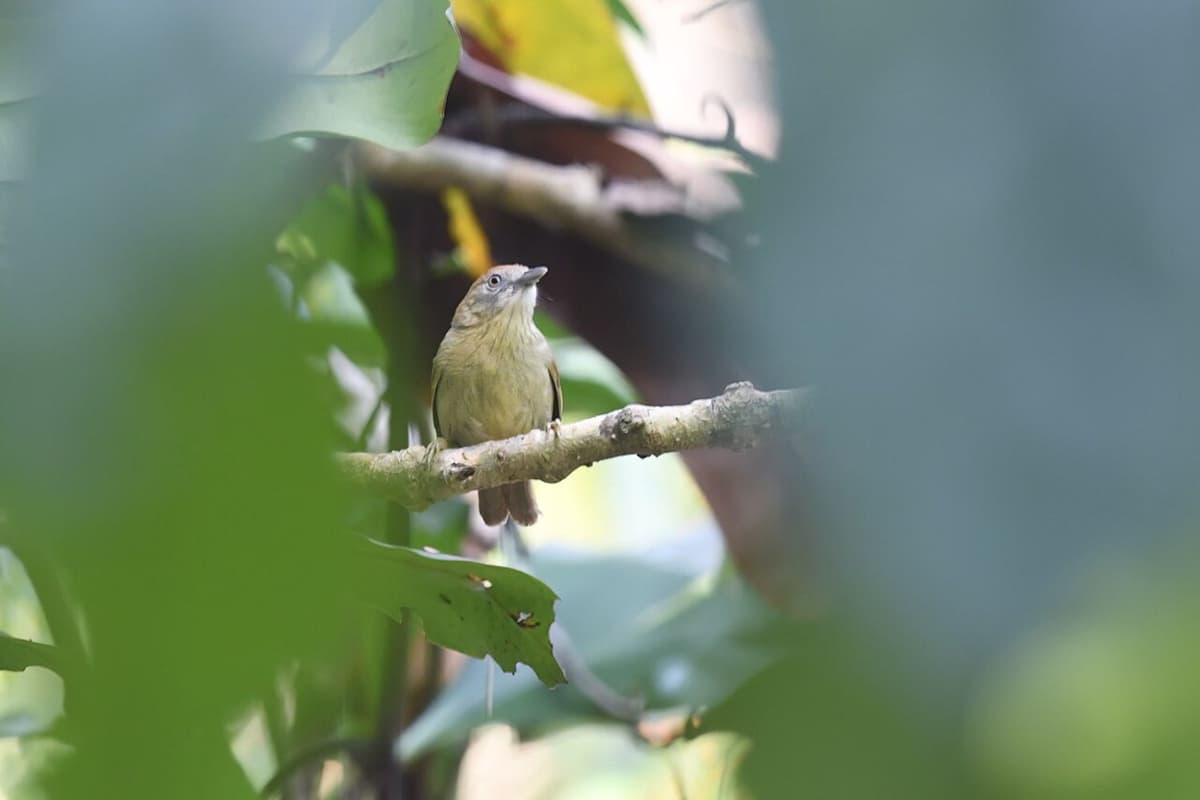 Grey-faced Tit-bablers can be a little difficult to capture at Cat Tien due to their energetic nature.