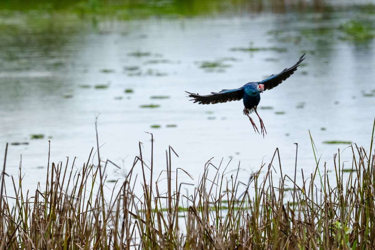 The Grey-headed Swamphen is a large and vibrant waterbird often found at Crocodile Lake in Cat Tien National Park.