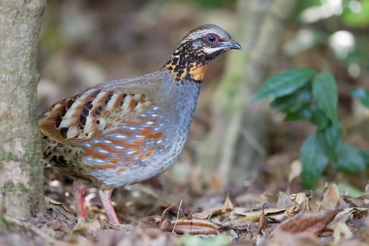 Orange-necked Partridges prefer dense forest and move with great caution.