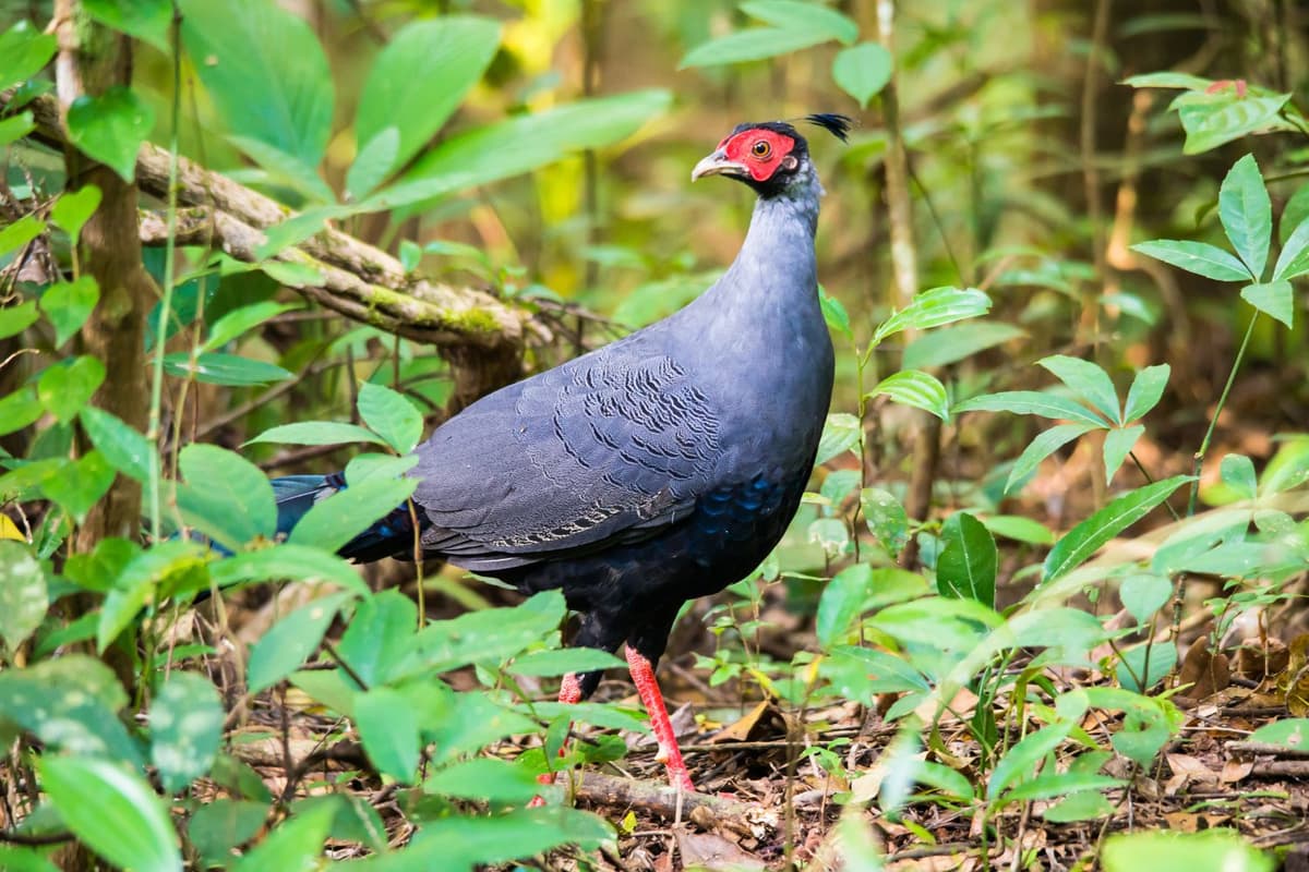 Siamese Firebacks are most active in the early morning and late afternoon.